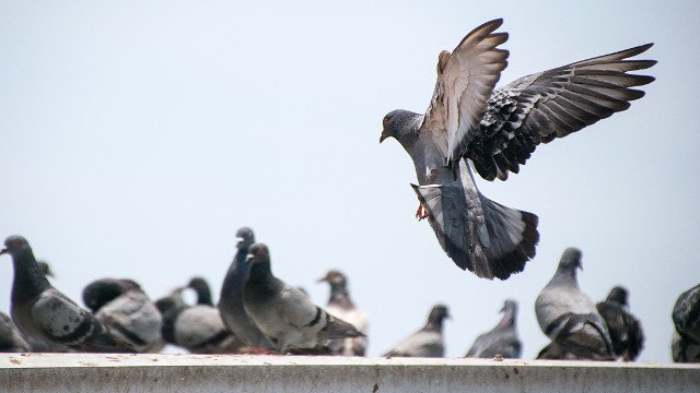 dépigeonnisation  restaurant à casablanca