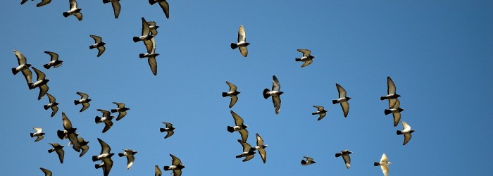 solution contre les pigeons à casablanca