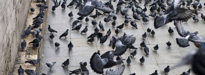 dépigeonnisation  hôpital à casablanca