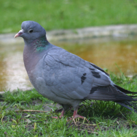 anti pigeons è casablanca