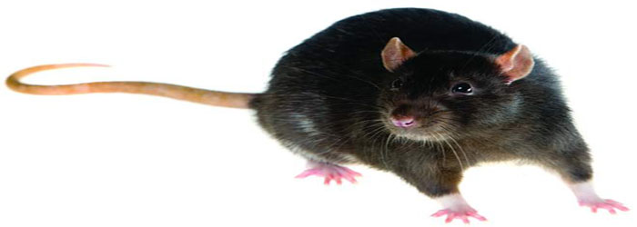 Société de traitement anti rats à casablanca