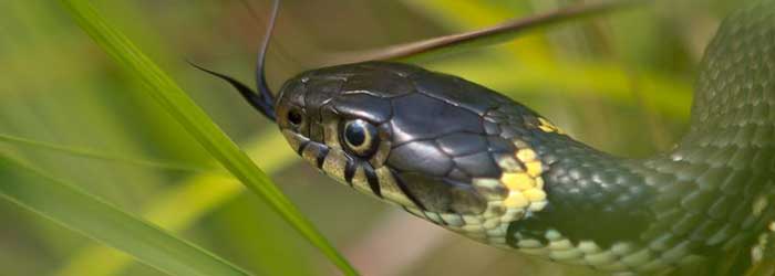 traitement contre les serpents à casablanca