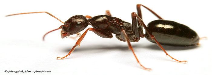 Société de traitement anti fourmis à casablanca 