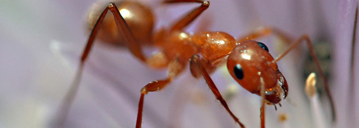 solution contre les fourmis à casablanca