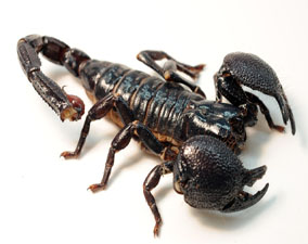 anti scorpions è casablanca
